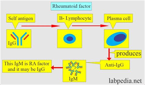 example of a positive id rf on human|rheumatoid factor negative rf.